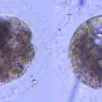 Científicos logran producir por primera vez embriones de lince ibérico desde muestras 'post mortem' y criopreservadas