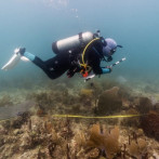 Fertilización asistida de corales ofrece esperanza en el país mientras arrecifes desaparecen