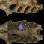 Hallan en RD nidos fósiles de abejas construidos en las mandíbulas de mamíferos prehistóricos