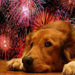 Experto advierte sobre los peligros de los fuegos artificiales para los animales domésticos