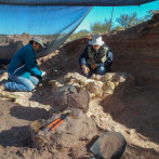 Hallan en Argentina una nueva especie de dinosaurio saurópodo