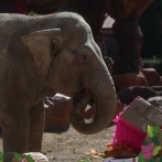 Trompita, la elefanta que desafía al tiempo, celebra en Guatemala sus 65 años