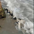 Hallan restos que serían de ballena en la desembocadura del río Yaque del Sur