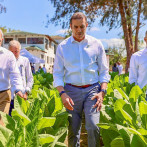 Exportaciones de tabaco de RD se incrementaron más de RD$ 1,000 millones en 2025