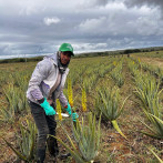 El “Oro Verde” de Monte Cristi: La multinacional que mueve US$8 millones