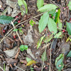 Abinader entregará apoyo a caficultores afectados de huracán Melissa