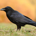 ¿Los cuervos son inteligentes? Todo indica que sí