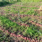 Lluvias dañan cosechas de cebolla en zonas de La Horma de Ocoa