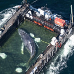 Timmy, la ballena jorobada que estaba varada, es transportada en una barcaza