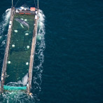 Liberan en el mar del Norte a Timmy, una ballena jorobada que pasó semanas varada frente a Alemania
