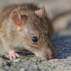 ¿Es grave el hantavirus?
