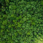 La superficie forestal mundial se redujo en 41 millones de hectáreas entre 2015 y 2025