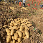 Gobierno iniciará compra total de papas en Tireo