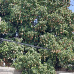 EEUU suspende importación de mango, tres años después de alerta sobre mosca de la fruta