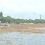 El sargazo afecta la costa de Neiba y Barahona