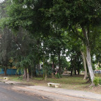 En Los Molinos temen que árboles deteriorados caigan sobre sus viviendas