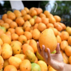 Osmar Benítez alertó la necesidad de mantener la disciplina fitosanitaria en la feria del mango de este año
