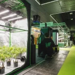Vendedores de productos con cannabis utilizan el descontrol en las redes sociales