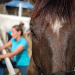 Canaria registra por primera vez tres casos de fiebre del Nilo en caballos