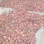 Productores en Ocoa reclaman pago de RD$100 millones por pérdidas en cultivos