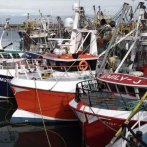 En 125 años, Inglaterra recibe su cuarta invasión pulpos: 3,200 toneladas capturadas en seis meses