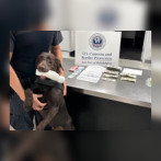 Un perro policía descubre pareja que pretendía viajar a República Dominicana con 19 mil dólares