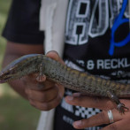 Medio Ambiente encuentra dos ejemplares de lucía gigante, lagarto en peligro crítico de extinción