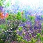 Continúan intensas labores en la Sierra de Bahoruco para contener incendio