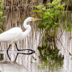 Una encuesta dirigida al sector privado sobre biodiversidad