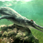 Descubren una nueva especie de cocodrilo entre las rocas de la Gran Esfinge de Egipto