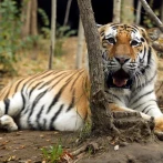 Un hombre muere atacado por un tigre tras saltar a su cercado en un zoo inglés