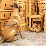 En un contenedor de cocos secos camuflaron cocaína que fue decomisada en Multimodal Caucedo