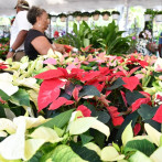 Jardín Botánico inicia XX Festival Nacional de Plantas y Flores