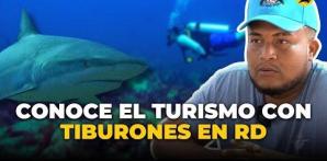 El buceo de dientes (con tiburones), una experiencia turística en auge en RD