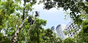 Una devastadora mutilación de 17 árboles sufre el parque Mirador Sur
