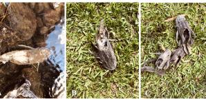 ¿Se está consumiendo pleco en República Dominicana?