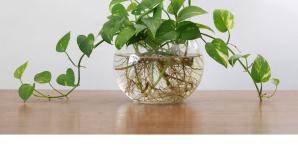 ¡Estas especies adoran el agua!