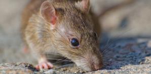¿Cuál es la diferencia entre la leptospirosis y el hantavirus?