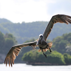 Pelícano en el Parque Nacional Los Haitises