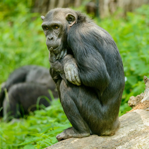 Imagen ilustrativa de un bonobo.