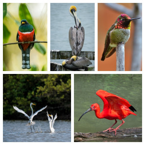 BirdsCaribbean se dedica a la conservación de las aves y sus hábitats en el Caribe insular.
