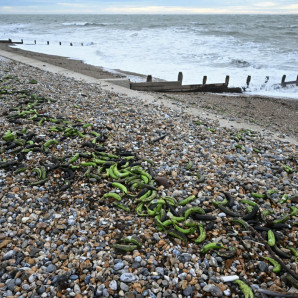 Plátanos y bananas se ven en los contenedores que cayeron por la borda del carguero Baltic Klipper en el Solent el 6 de diciembre y que fueron arrastrados a la costa de Selsey, en el sur de Inglaterra, el 9 de diciembre de 2025.