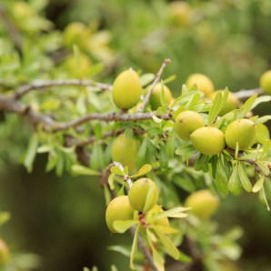 Imagen del árbol de argán.