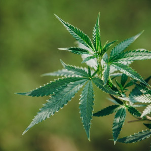 La planta Cannabis sativa tiene especímenes masculinos y femeninos. En los femeninos se forman unos cogollos, que es lo que se denomina coloquialmente marihuana.