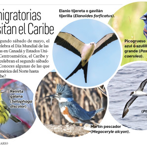 Aves migratorias