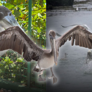 En una de las áreas recreativas del patio frente al mar Caribe que tiene el Acuario Nacional, hay un pequeño pelícano llamado Marinero.

Con una sardina, su veterinaria lo atrae. Una vez lo tiene en sus brazos lo llama de “mi niño”, por el cariño que le ha tomado tras cuidarlo por casi un año.

Marinero fue encontrado aún siendo pichón en La Marina, como se conoce popularmente a las instalaciones de la Armada Dominicana. De ahí el nombre con que ha sido bautizada esta ave costera que habita, con varias subespecies, en las costas de América: desde el sur de los Estados Unidos hasta Brasil, siendo el Caribe su espacio de nidificación.

https://listindiario.com/espacio-animal/20260906/marinero-pelicano-curioso-encontro-refugio-acuario-nacional_921016.html


También le pude interesar estos videos:

Rosvely Pérez, sobreviviente del Jet Set: Mi vida es diferente después de eso https://youtu.be/WxrzgGFzcPQ

Lourdes de la Maza, hija de uno de los hombres que ajustició a Trujillo: “Duré dos meses encerrada” https://youtu.be/0tqWjfR9fwE

Los detalles ocultos del complot contra Trujillo: Los revela Juan Daniel Balcácer https://youtu.be/HUqQJhFVmkc

Miguelina, Aname y Gloria: tres vidas marcadas por el Jet Set por la muerte de Karla Lantigua https://youtu.be/S2TVwIW6jvI

“Mi papá era un civil, un ciudadano… en el ajusticiamiento”, dice hijo de Antonio Imbert Barrera https://youtu.be/H9o1uZ20cx4

Más noticias en https://listindiario.com/

Suscríbete al canal  https://bit.ly/335qMys

Síguenos
Twitter  https://twitter.com/ListinDiario 

Facebook  https://www.facebook.com/listindiario 

Instagram https://www.instagram.com/listindiario/