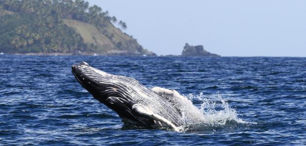 Las ballenas jorobadas (Megaptera novaeangliae) llegan a finales de diciembre y permanecen hasta mediados de abril.