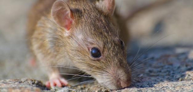 Los hantavirus son una familia de virus que afecta fundamentalmente a los roedores.