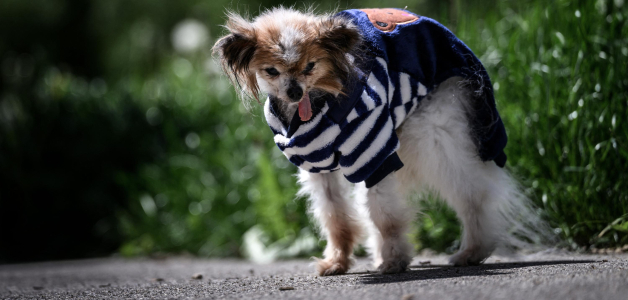 Lazare, según se dice, era el perro más viejo del mundo, nacido en 1995, observa a su alrededor en Villy-le-Pelloux, al este de Francia, el 12 de mayo de 2026