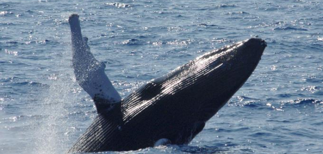 Ballenas jorobadas. Samaná en esta época se convierte en un lugar muy visitado por los turistas que quieren vivir la experiencia de ver saltar a las ballenas.